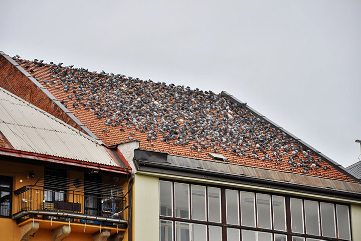 A2B Pest Control are able to install spikes to deter birds from roofs in Slough. 