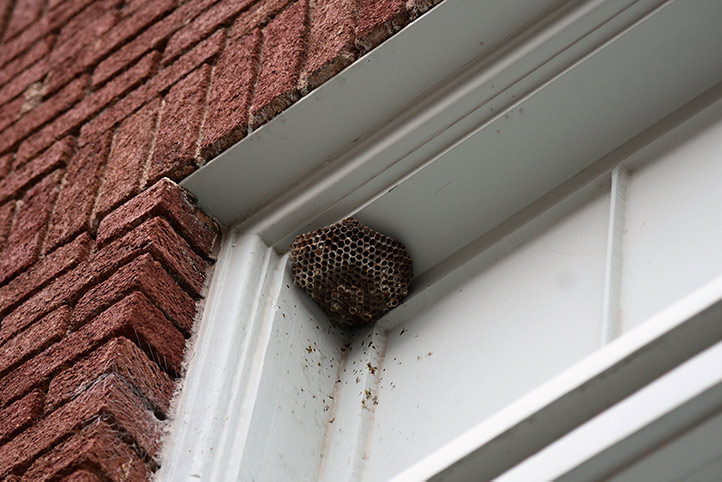 We provide a wasp nest removal service for domestic and commercial properties in Slough.